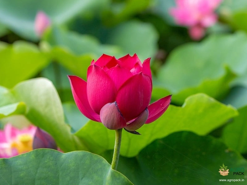 Drop-Blood-Lotus4