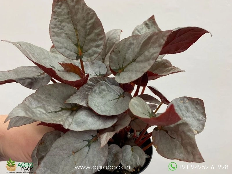 Duarten-Rex-Begonia1