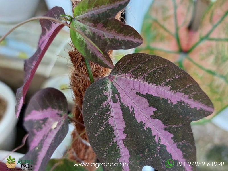 Duck Feet Plant For Sale In India | Online plant nursery