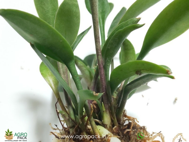 Dwarf-Spoon-Leaf-Sansevieria3