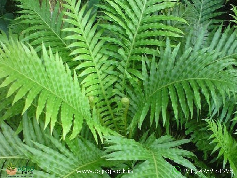 Dwarf-Tree-Fern2