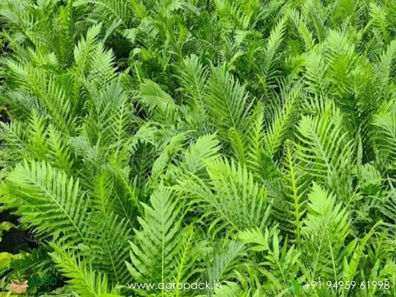Dwarf-Tree-Fern3