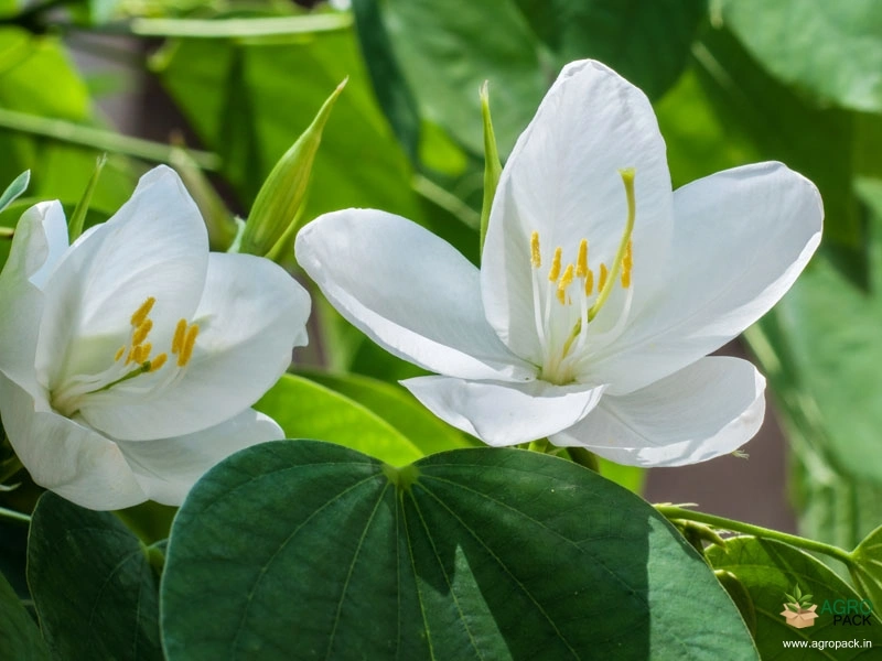 Dwarf-White-Orchid-Tree1