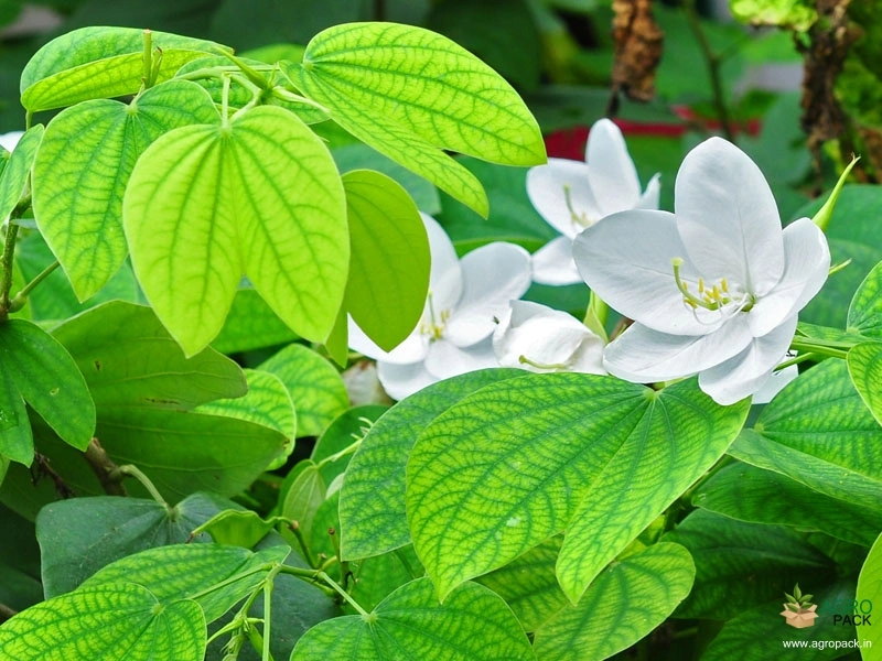 Dwarf-White-Orchid-Tree3