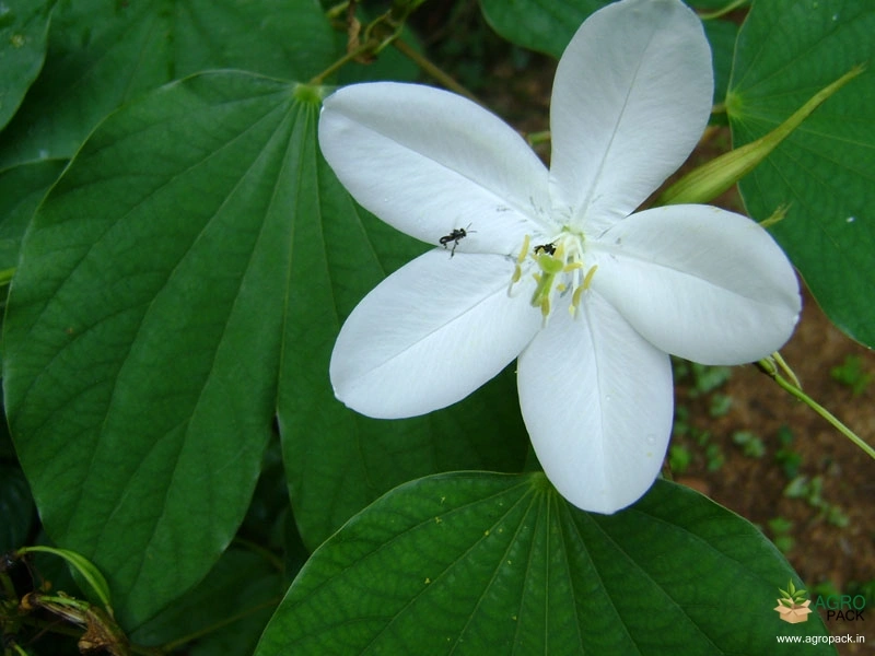 Dwarf-White-Orchid-Tree4