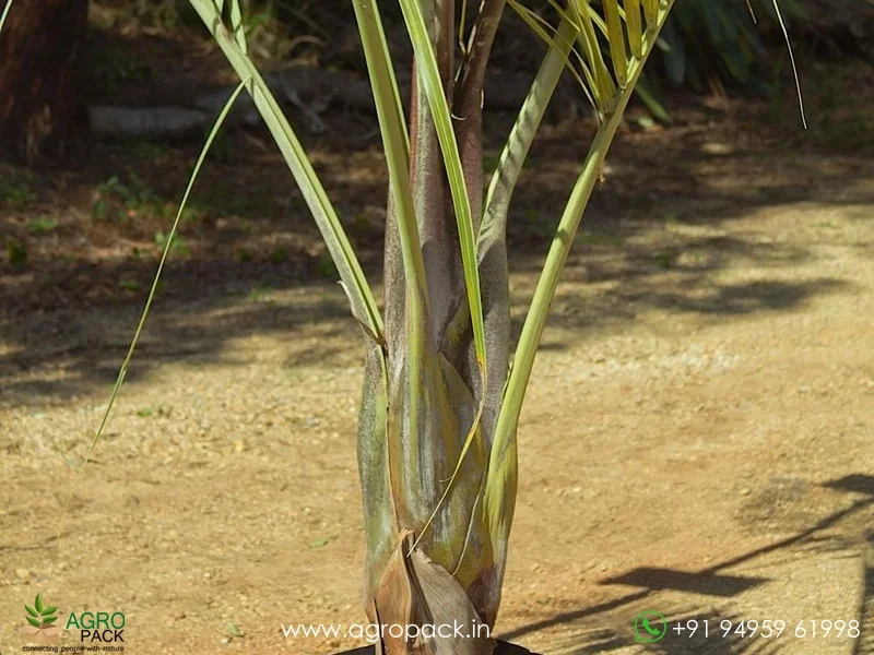 Dypsis-decaryi-Triangle-Palm1