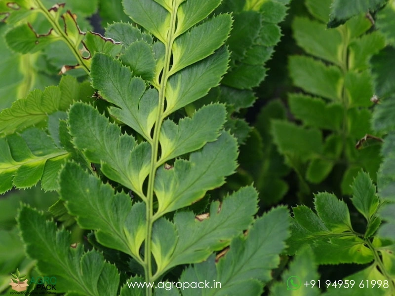East-Indian-Holly-Fern2