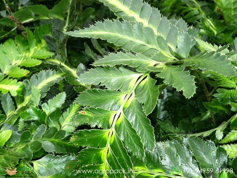 East-Indian-Holly-Fern3