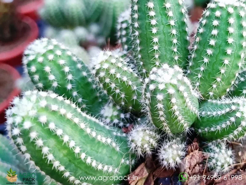 Echinopsis-Cucumber-Cactus1