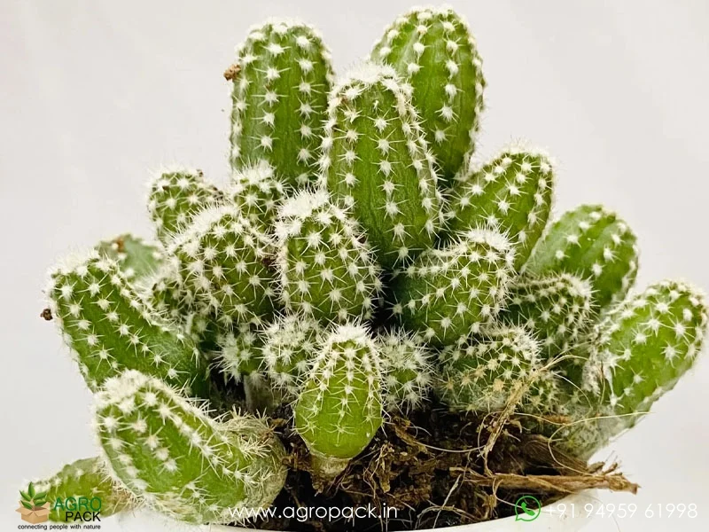 Echinopsis-Cucumber-Cactus2