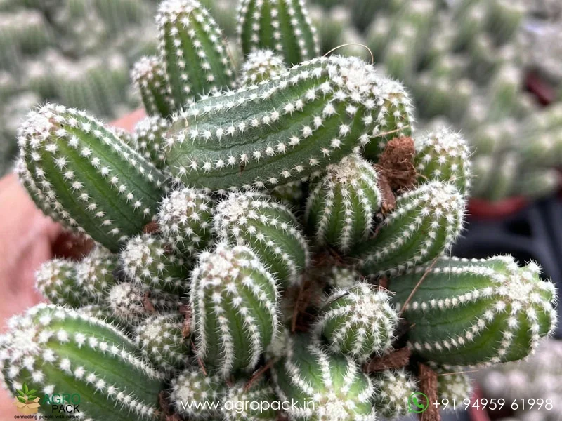Echinopsis-Cucumber-Cactus3