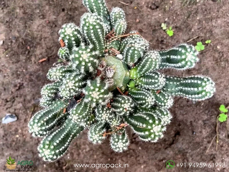 Echinopsis-Cucumber-Cactus4