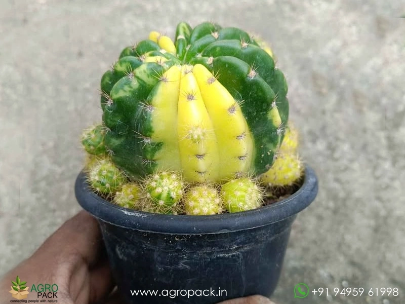 Echinopsis-calochlora-Inermis-Variegated-cactus1