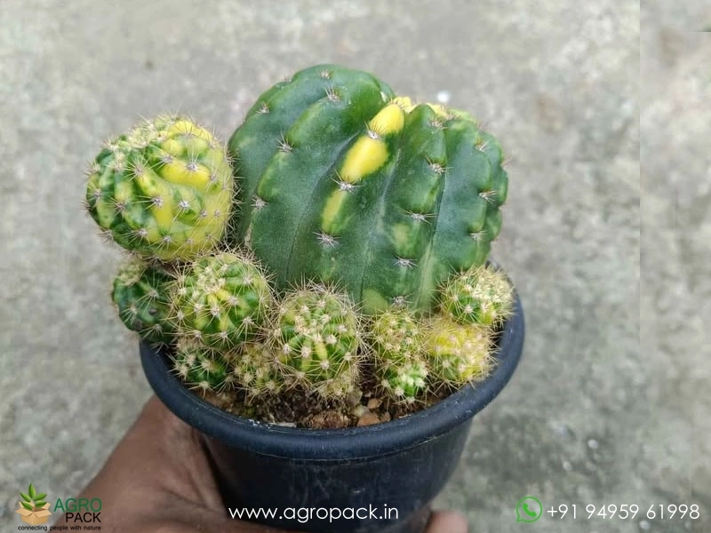 Echinopsis-calochlora-Inermis-Variegated-cactus2