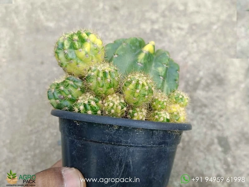 Echinopsis-calochlora-Inermis-Variegated-cactus3