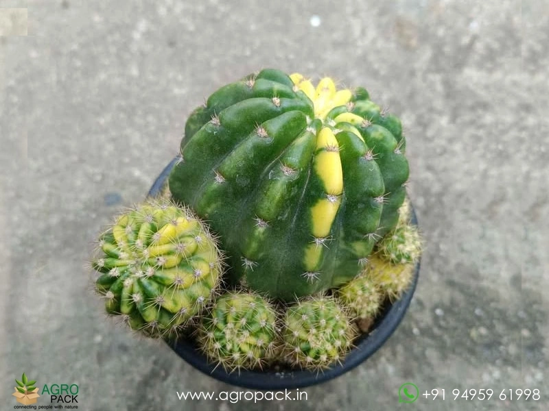Echinopsis-calochlora-Inermis-Variegated-cactus4