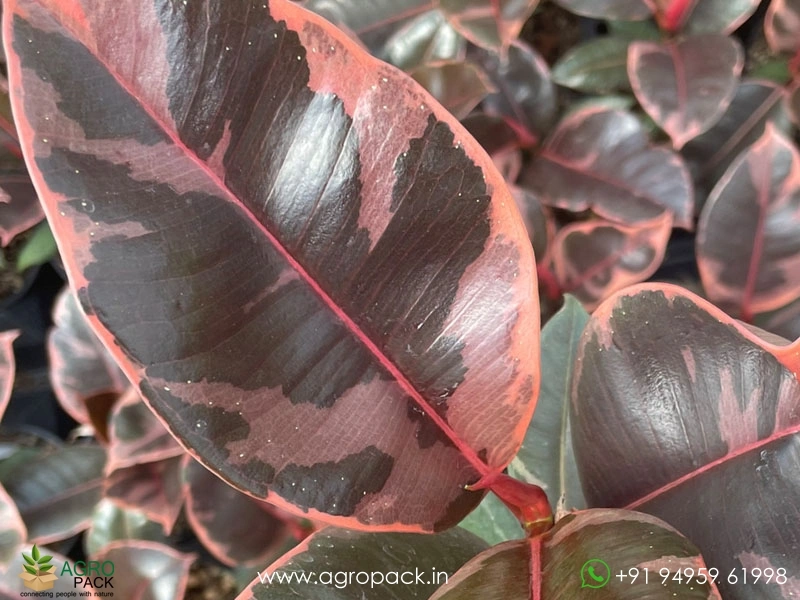 Elastica-Tineke-Rubber-Plant2