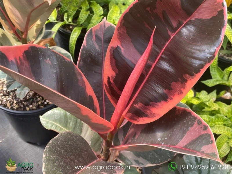 Elastica-Tineke-Rubber-Plant3