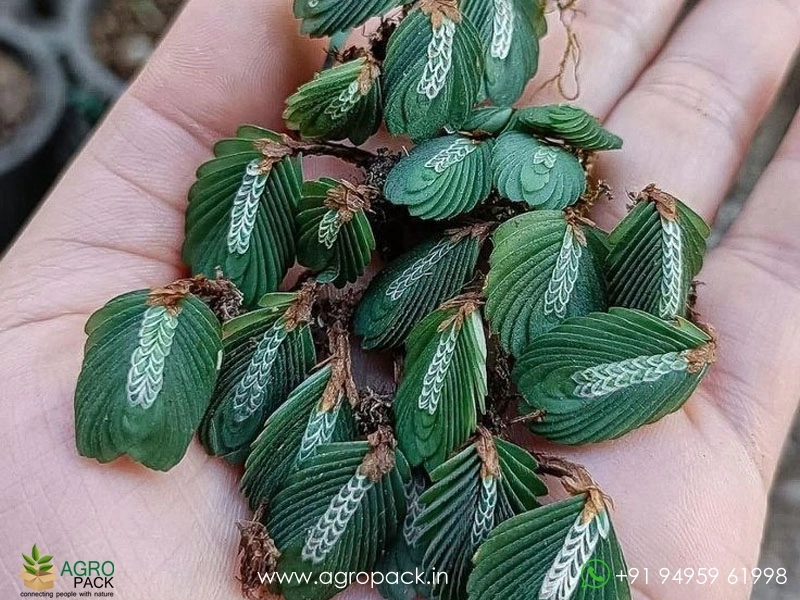 Elatostema-Salvinioides-Fern1