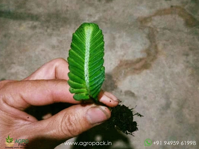 Elatostema-Salvinioides-Fern2