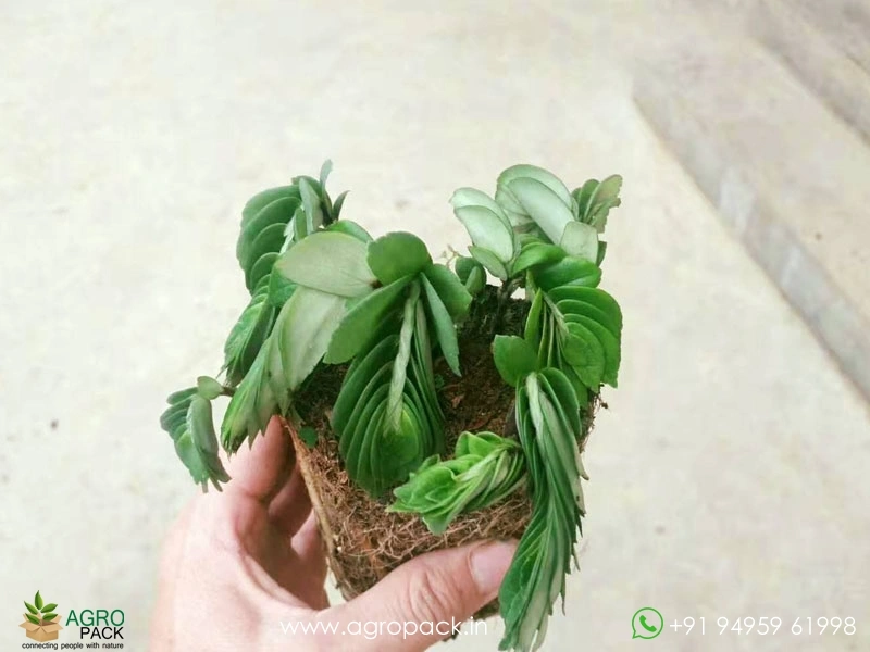 Elatostema-Salvinioides-Fern3