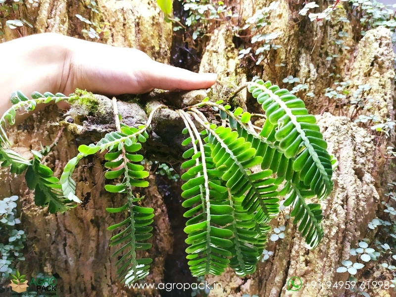Elatostema-Salvinioides-Fern4
