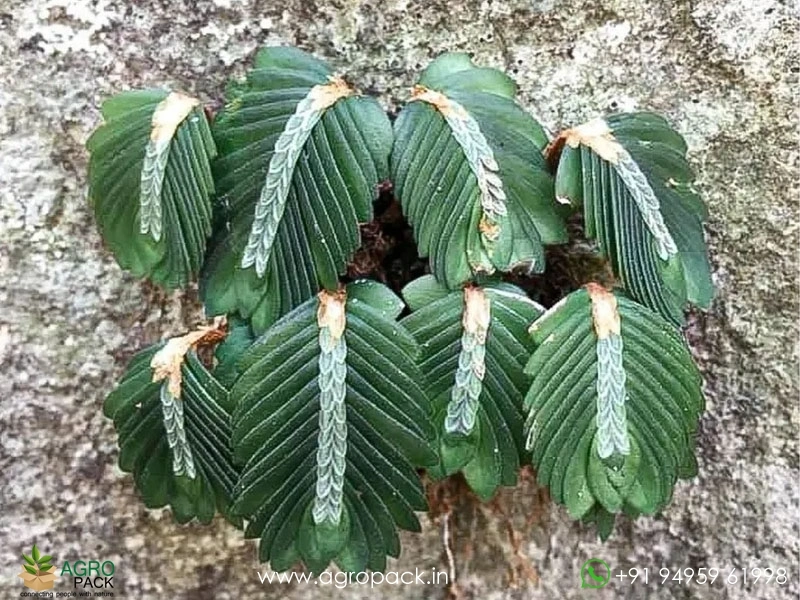 Elatostema-Salvinioides-Fern5