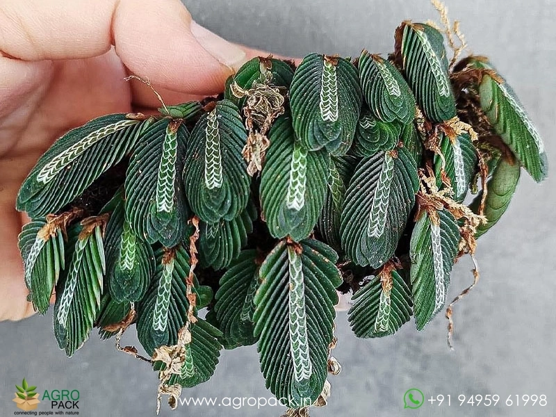 Elatostema-Salvinioides-Fern6