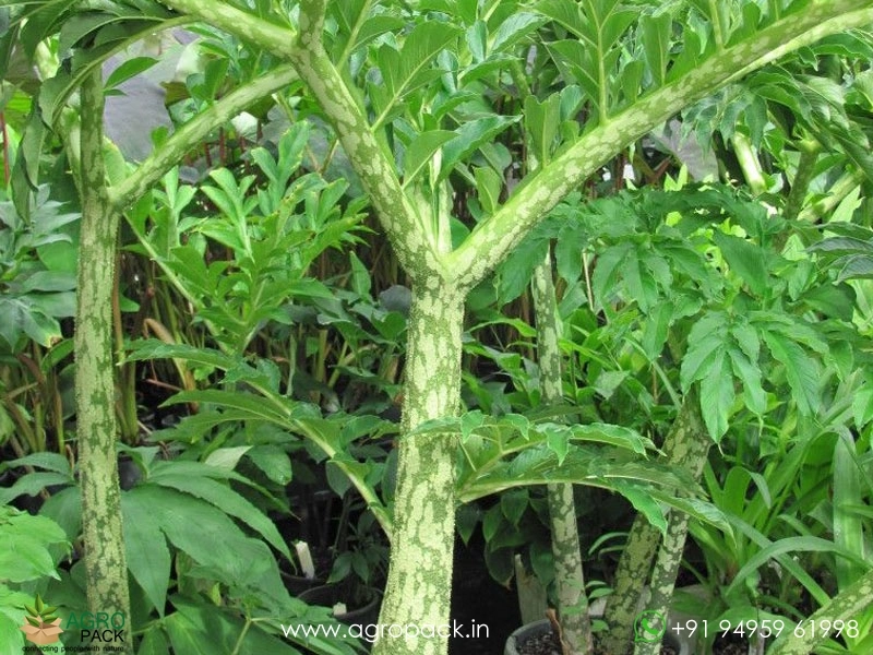 Elephant-Foot-Yam1