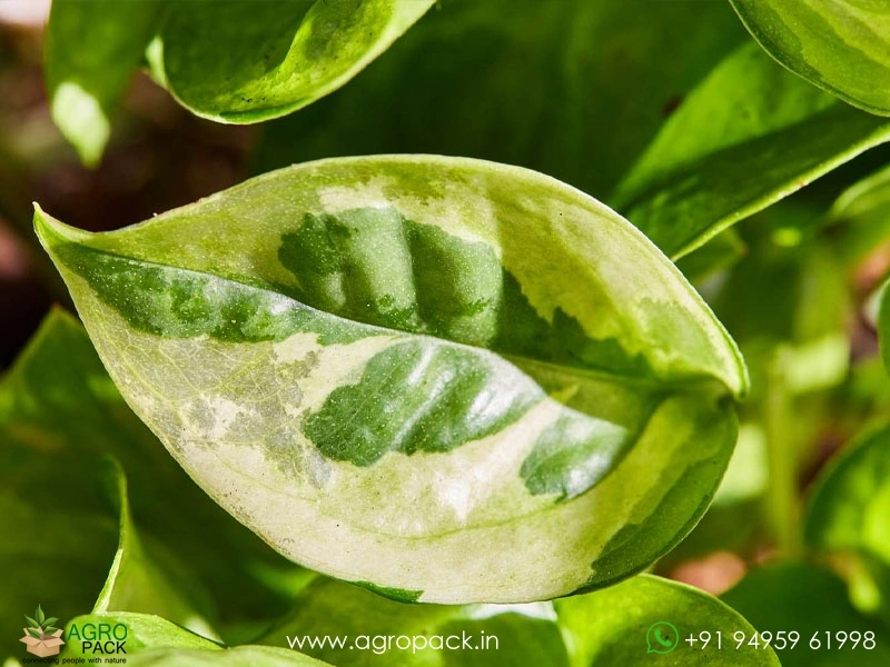 Emerald-Pothos3