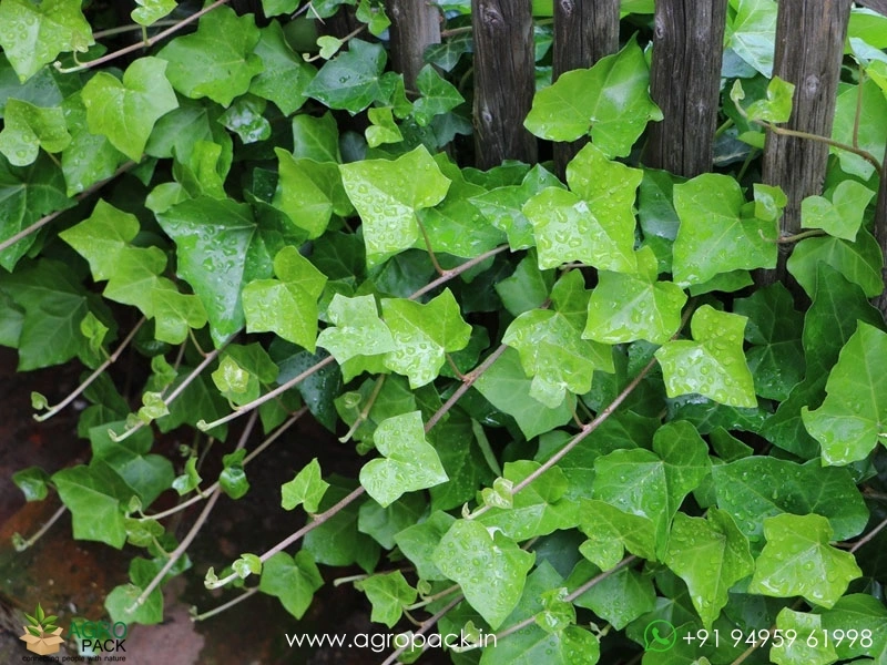English-Ivy2