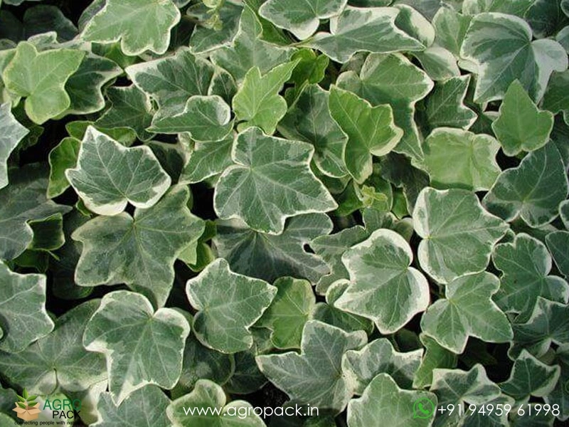 English-Ivy3
