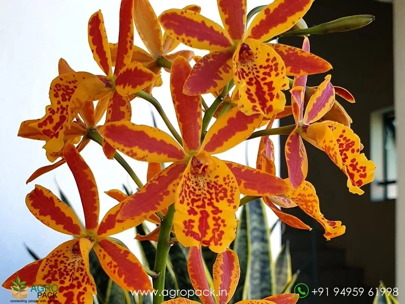 Epicattleya-Volcano-Trick-Orchid3