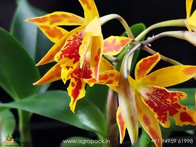 Epicattleya-Volcano-Trick-Orchid4
