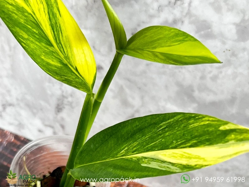 Epipremnum-Amplissimum-Variegated1
