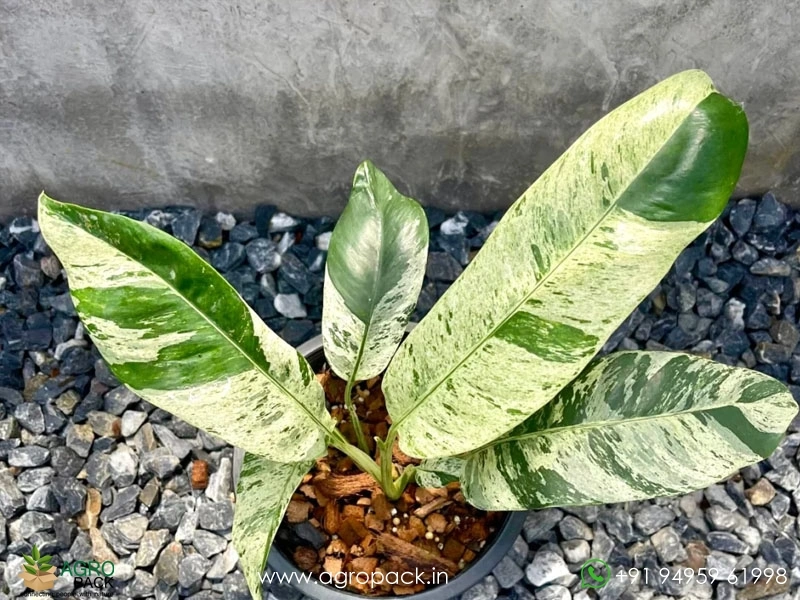 Epipremnum-Giganteum-Marble-Variegated1