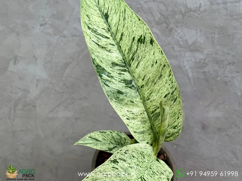 Epipremnum-Giganteum-Marble-Variegated2