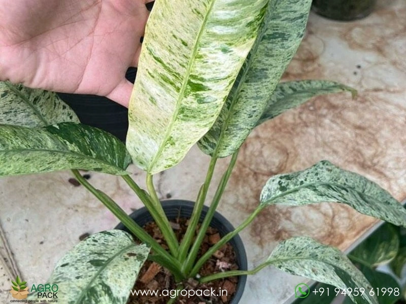 Epipremnum-Giganteum-Marble-Variegated3