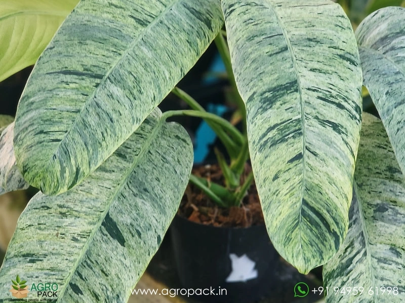 Epipremnum-Giganteum-Marble-Variegated4