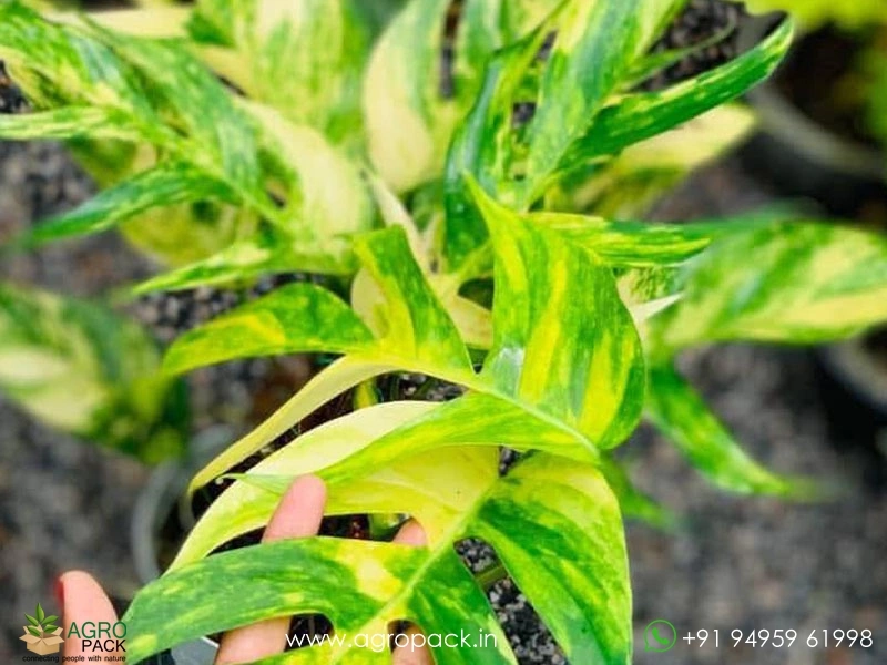 Epipremnum-Pinnatum-Cebu-Blue-Aurea-Variegated1