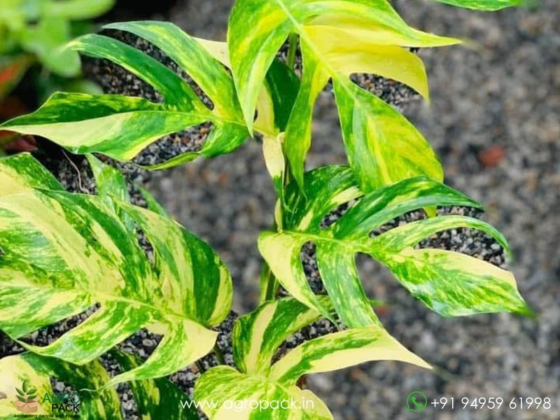 Epipremnum Pinnatum Cebu Blue Aurea Variegated Plant For Sale In India |  Online plant nursery
