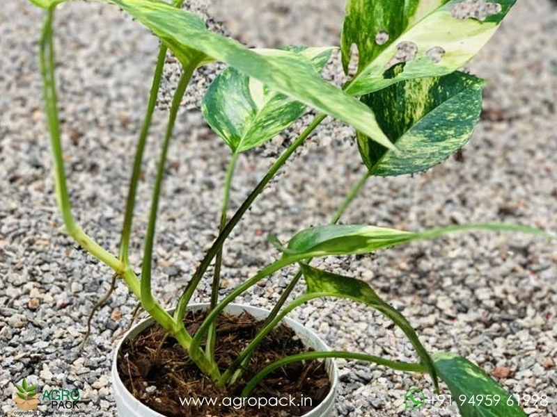 Epipremnum Pinnatum Cebu Blue Aurea Variegated Plant For Sale In India |  Online plant nursery