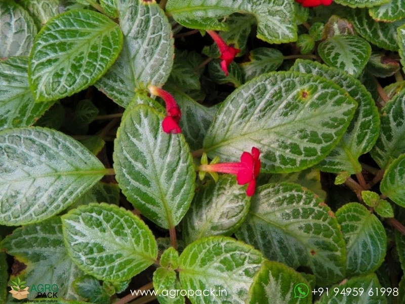 Episcia-Cupreata-Green-Silver1