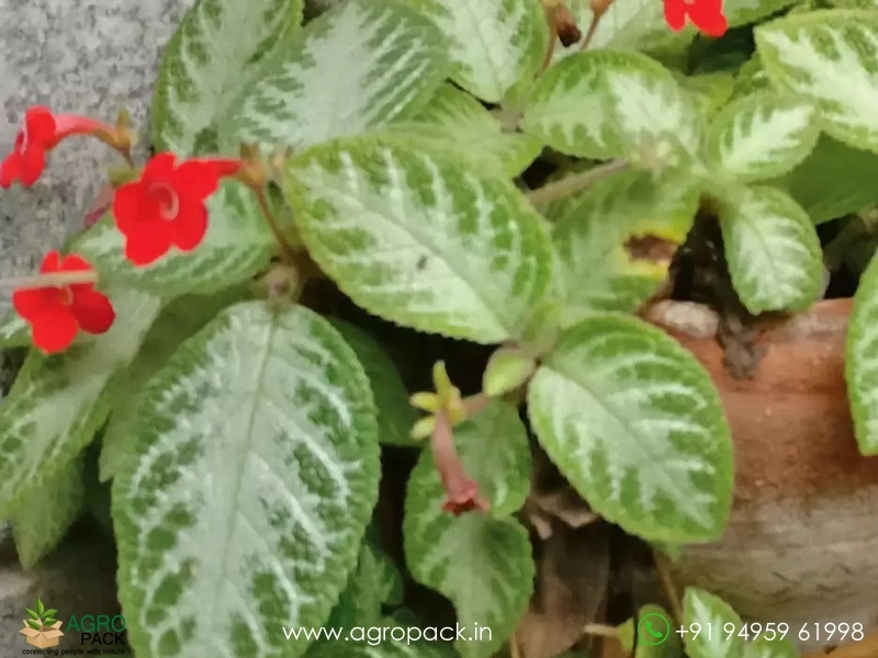 Episcia-Cupreata-Green-Silver3