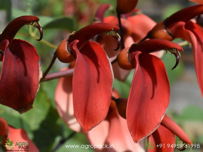 Erythrina-crista-galli2