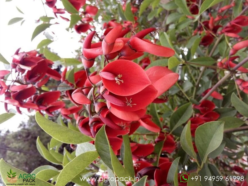 Erythrina-crista-galli3