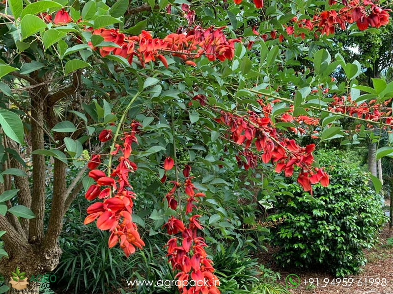 Erythrina-crista-galli5