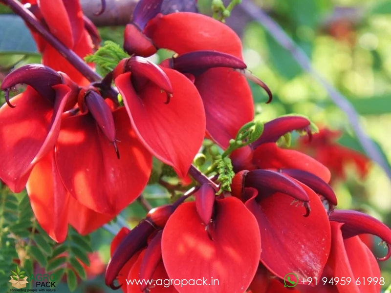 Erythrina-crista-galli6
