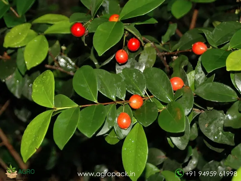 Eugenia-Reinwardtiana-Cedar-Bay-Cherry3