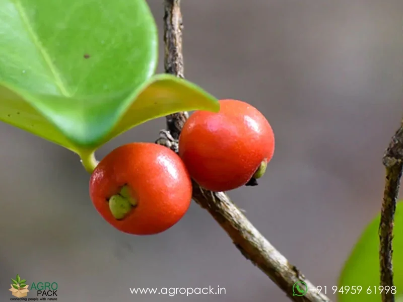 Eugenia-Reinwardtiana-Cedar-Bay-Cherry5